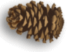 Captcha image 9754